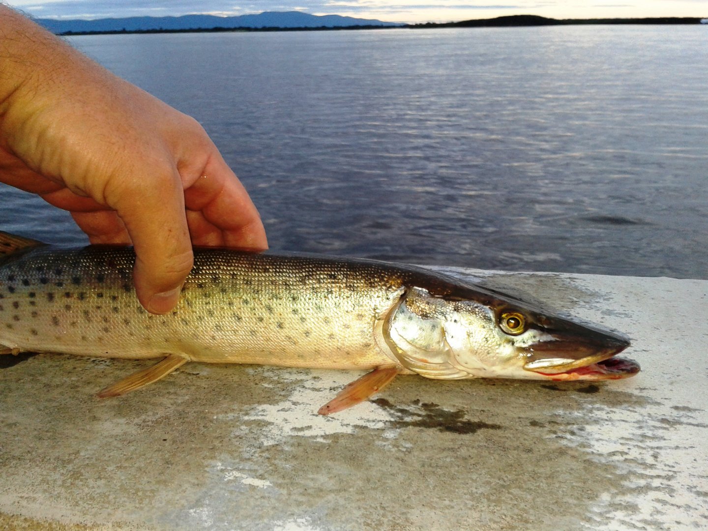 20200817_194649.jpg