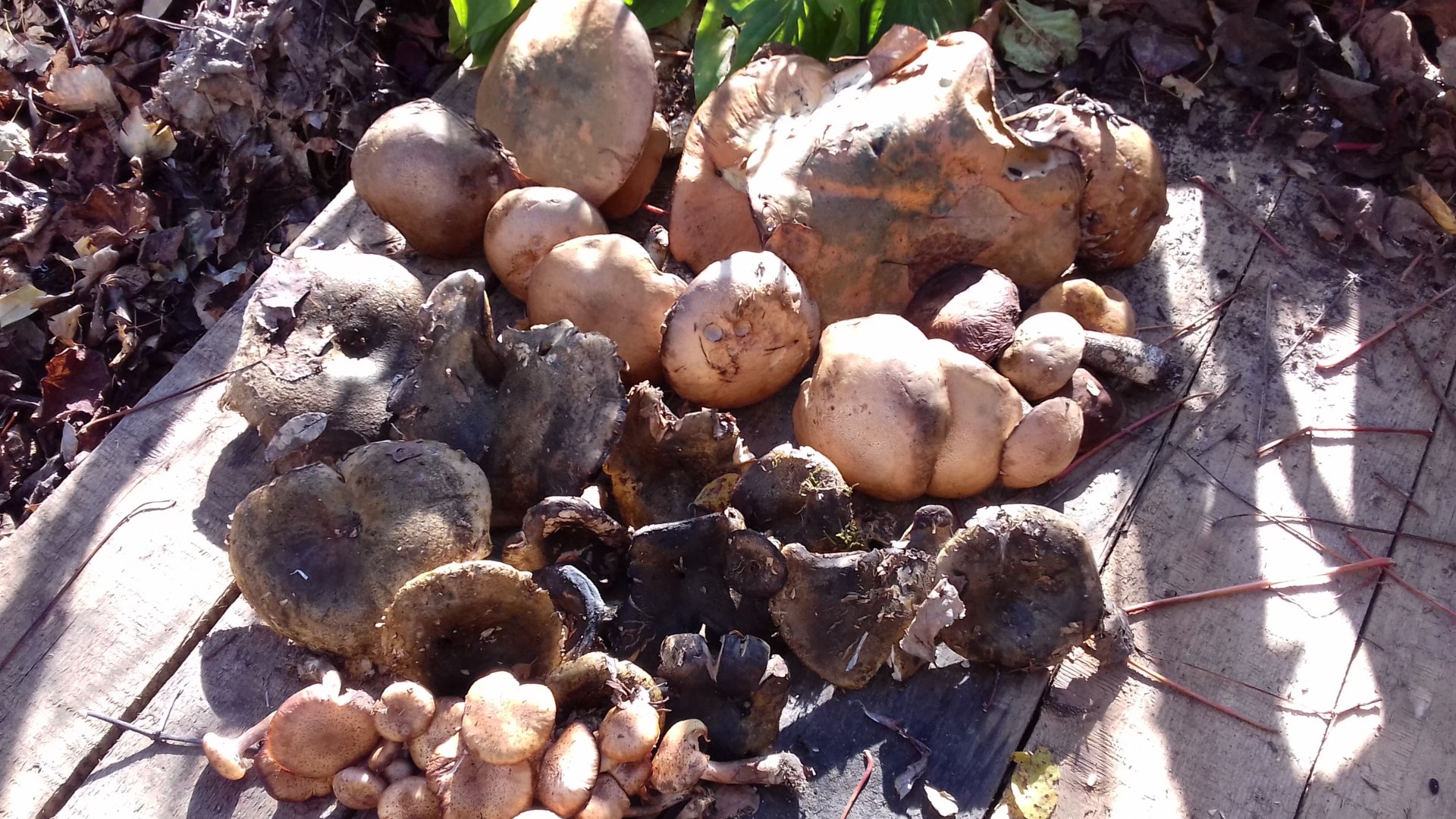 20201008_143929.jpg