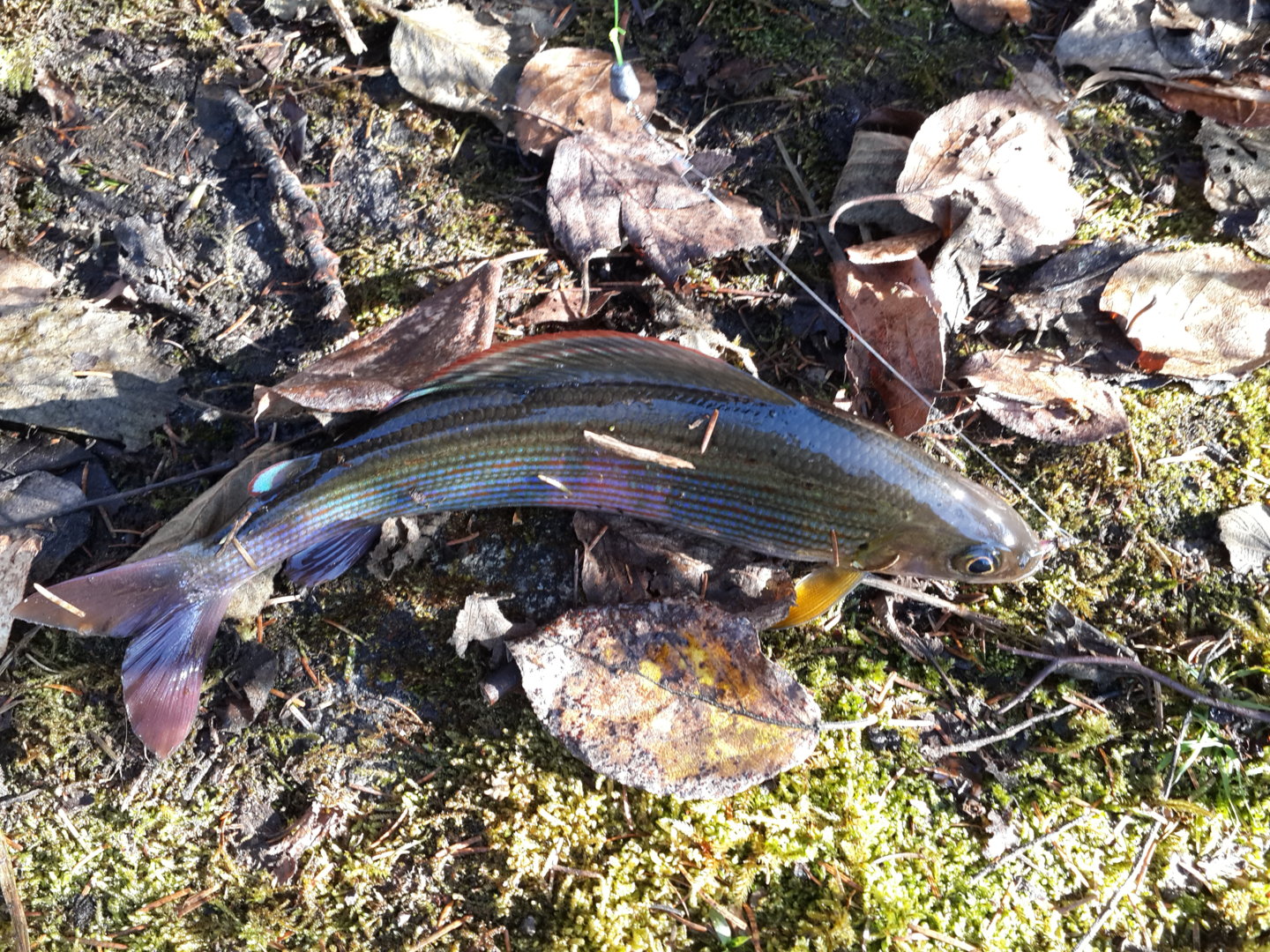 20201009_134037.jpg