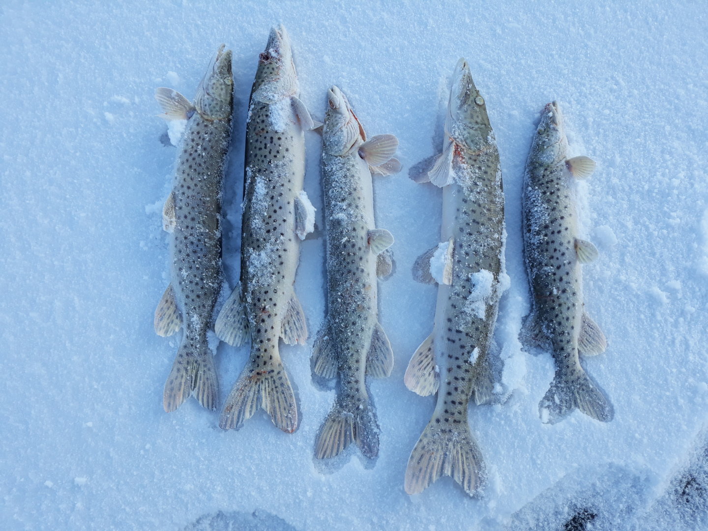 20201206_154902.jpg