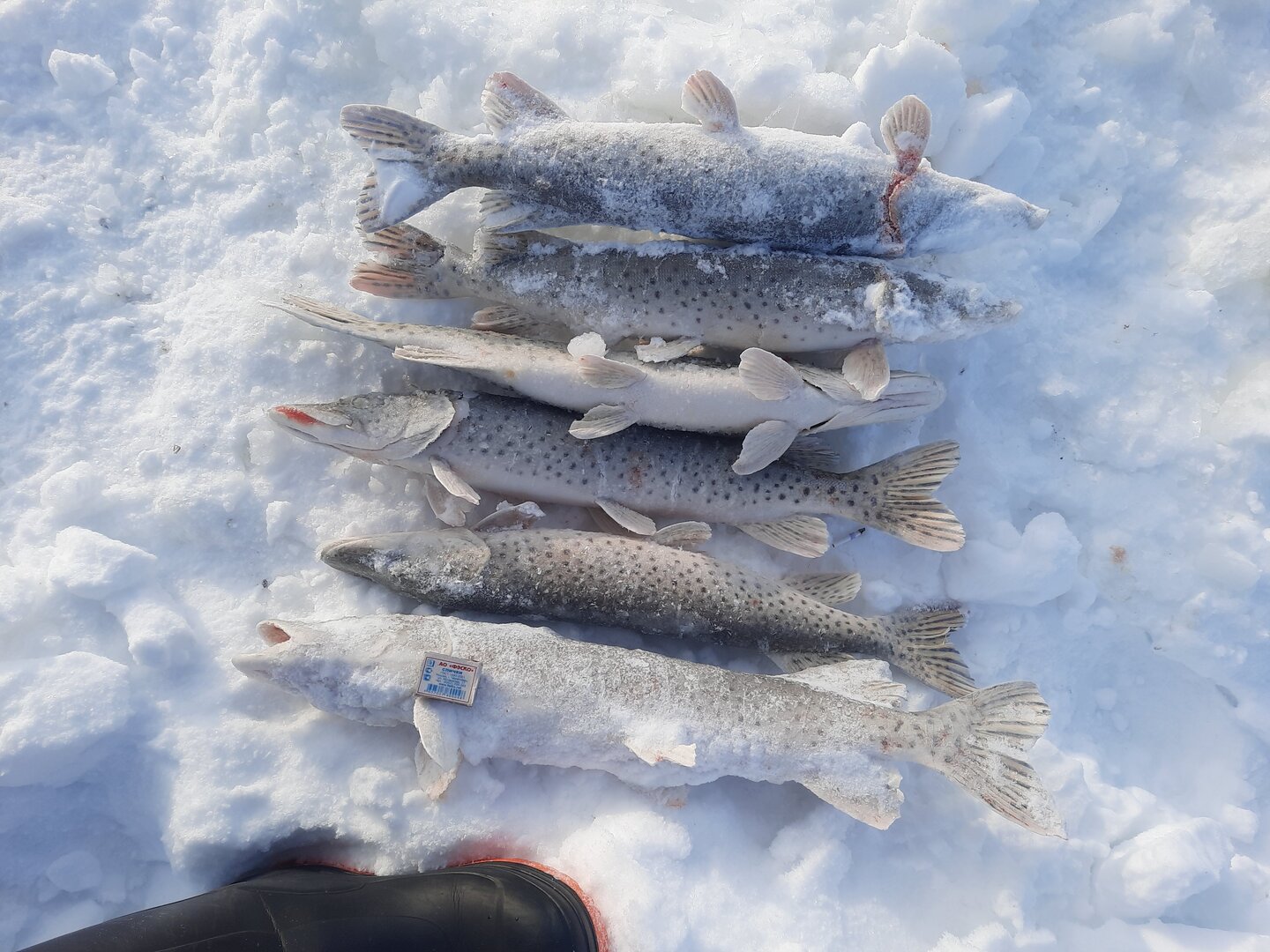 20220205_155805.jpg 20220205_155805.jpg