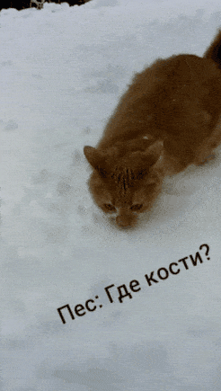 20230206_071507.gif