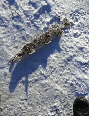 20231215_203330.gif