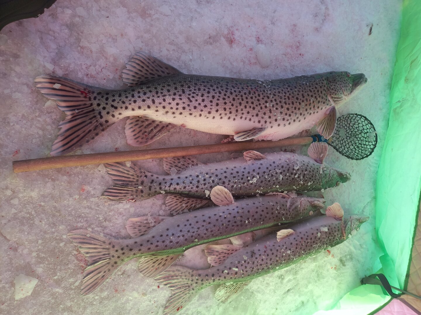 20231230_155217.jpg 20231230_155217.jpg