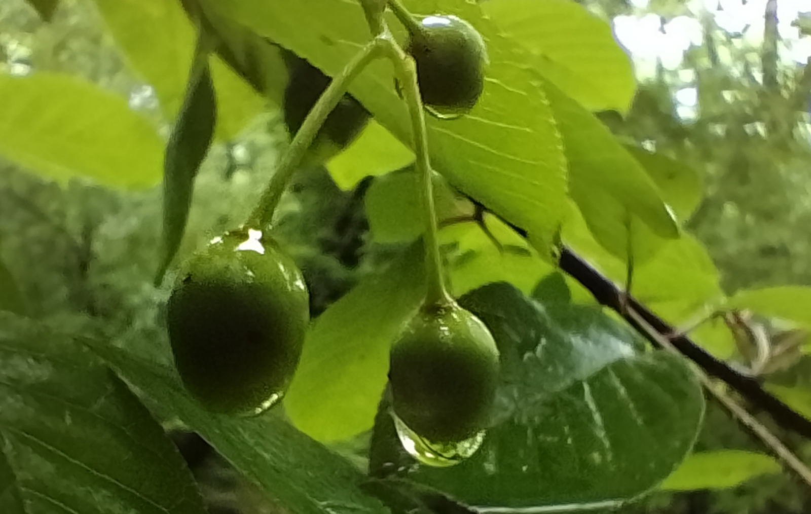 20240616_095049850.jpg