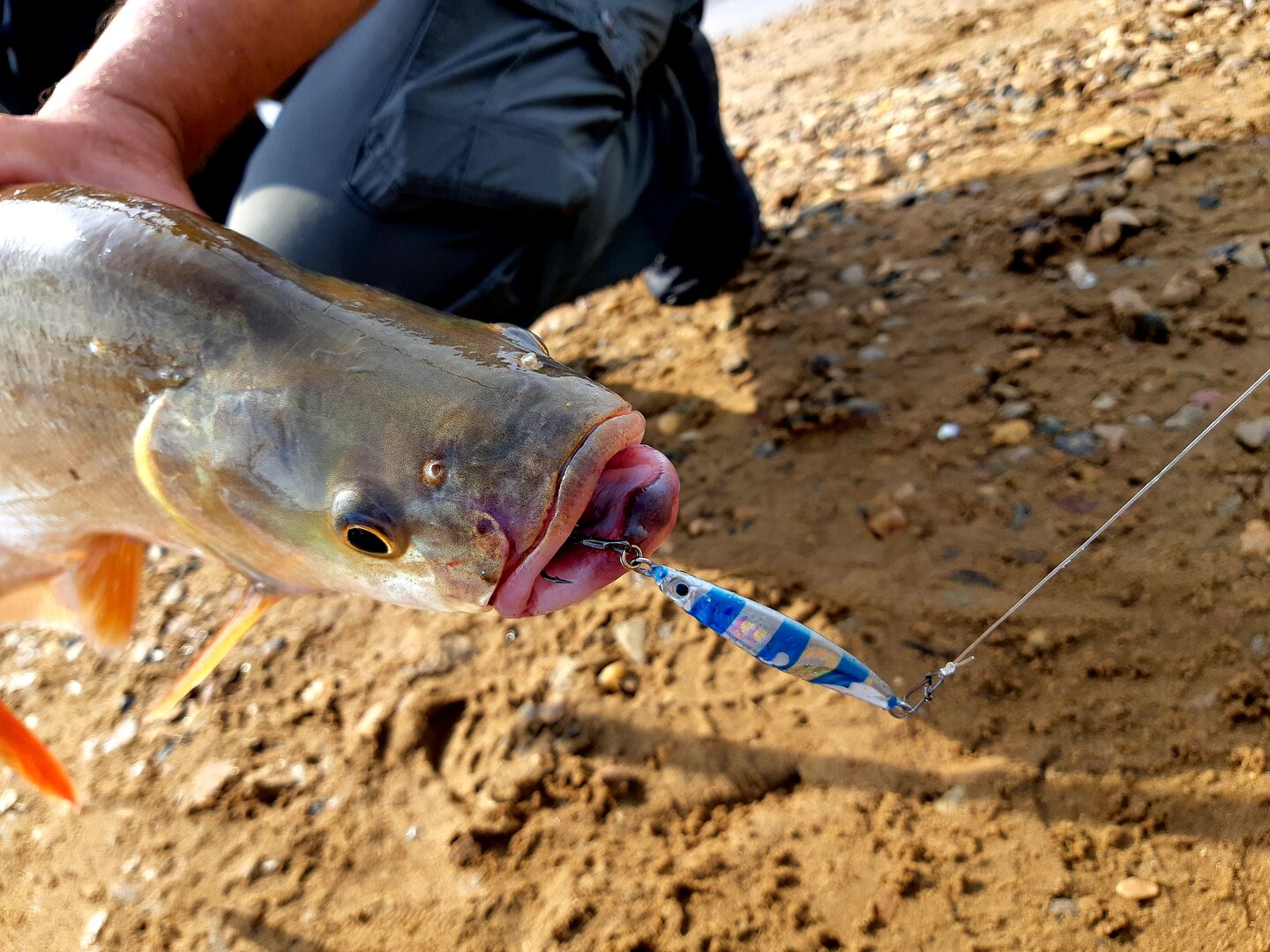 20240728_204153.jpg 20240728_204153.jpg