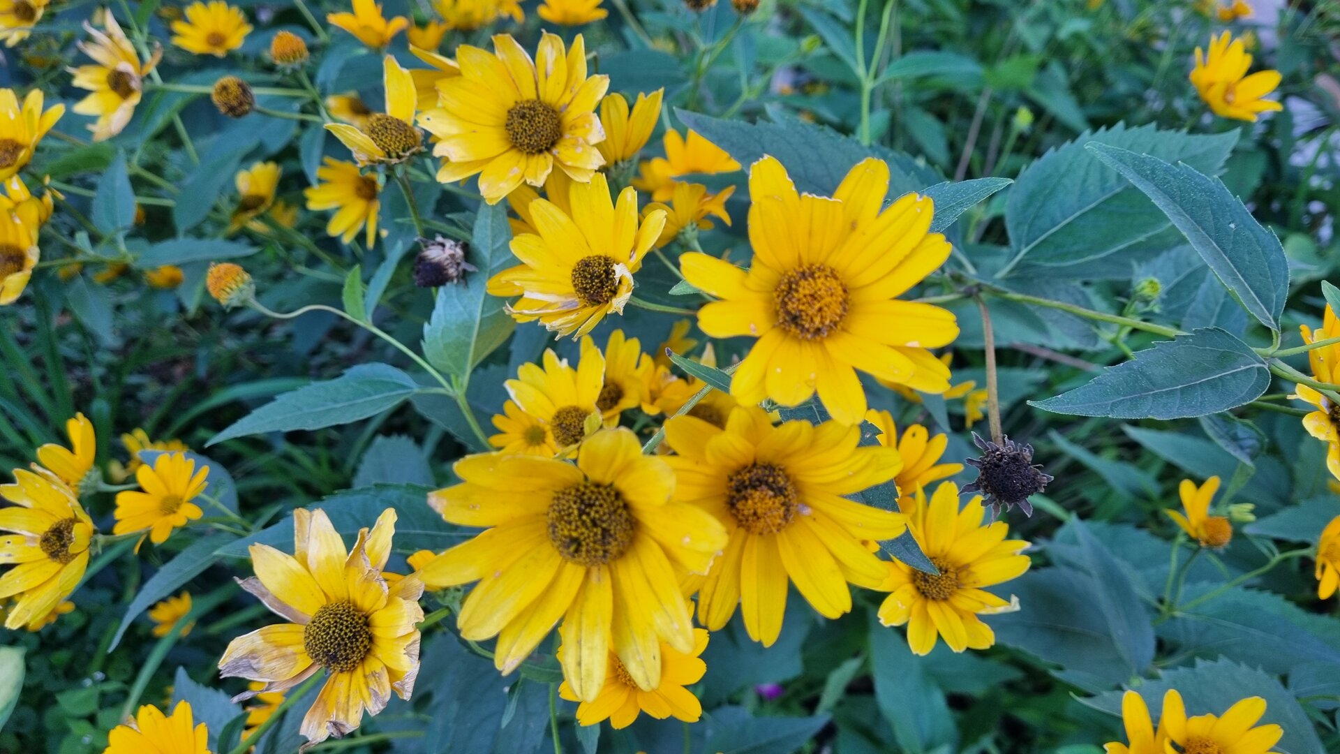 20240902_072546.jpg
