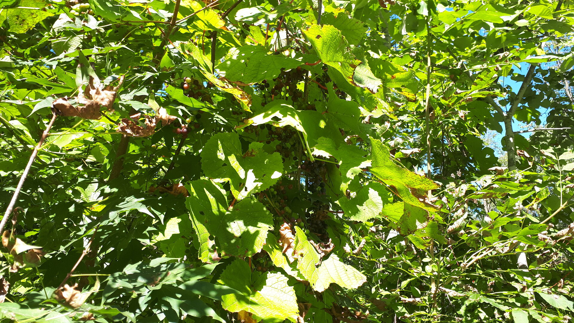 20240902_140135.jpg 20240902_140135.jpg