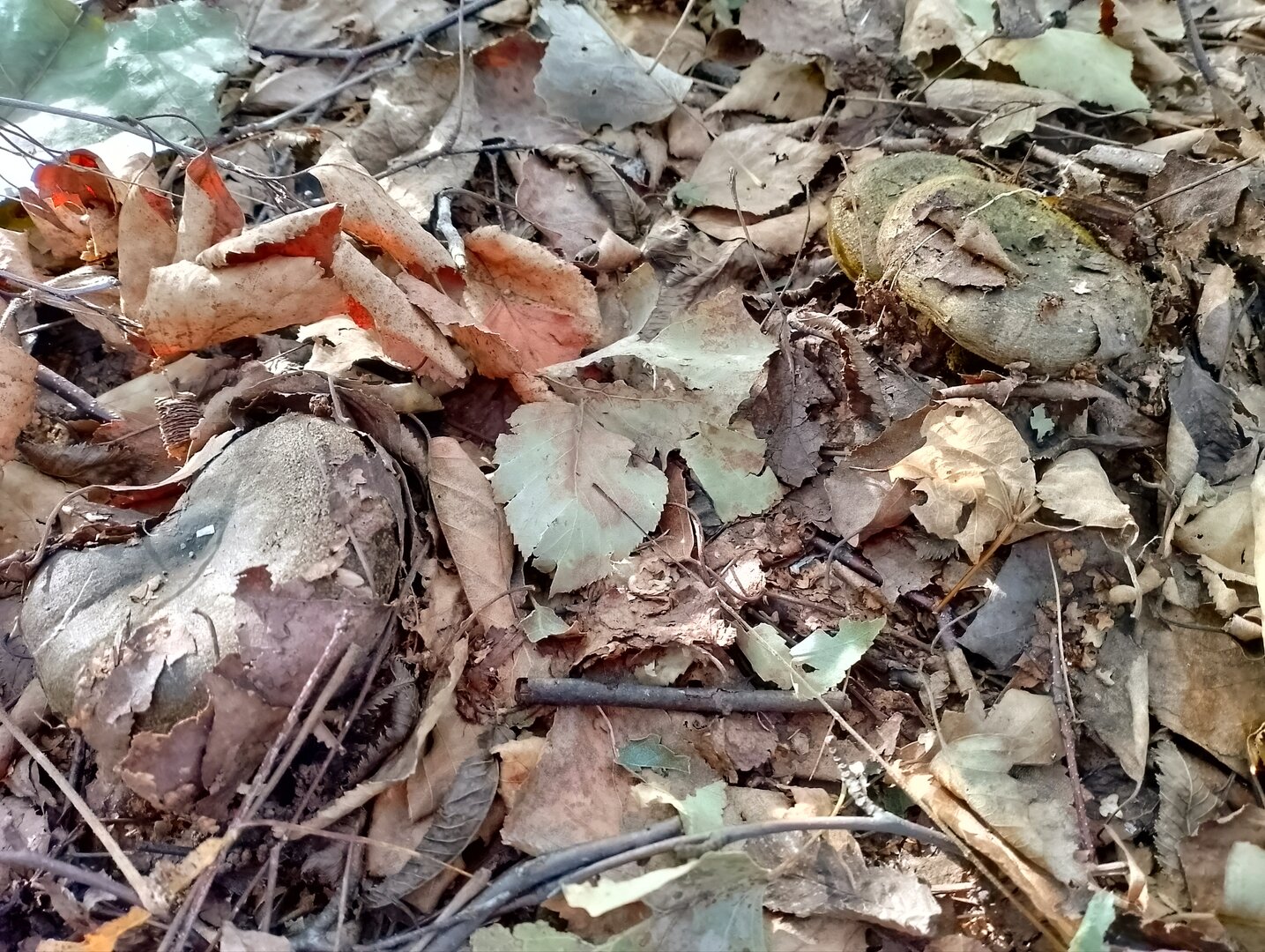 20240915_075330448.jpg