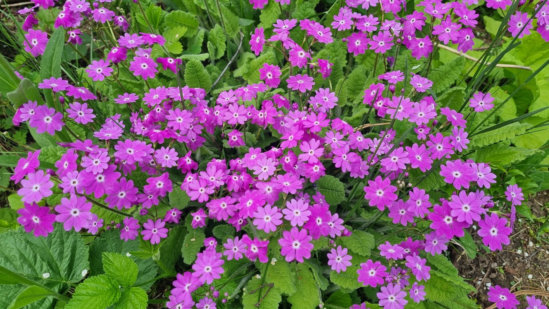 20250529_114402.jpg
