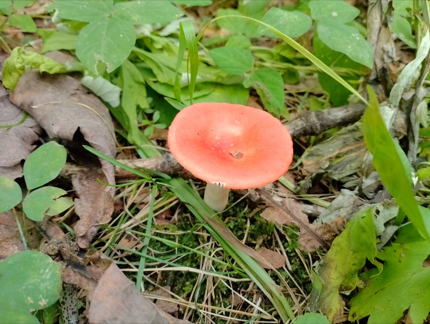 20250810_182323407.jpg