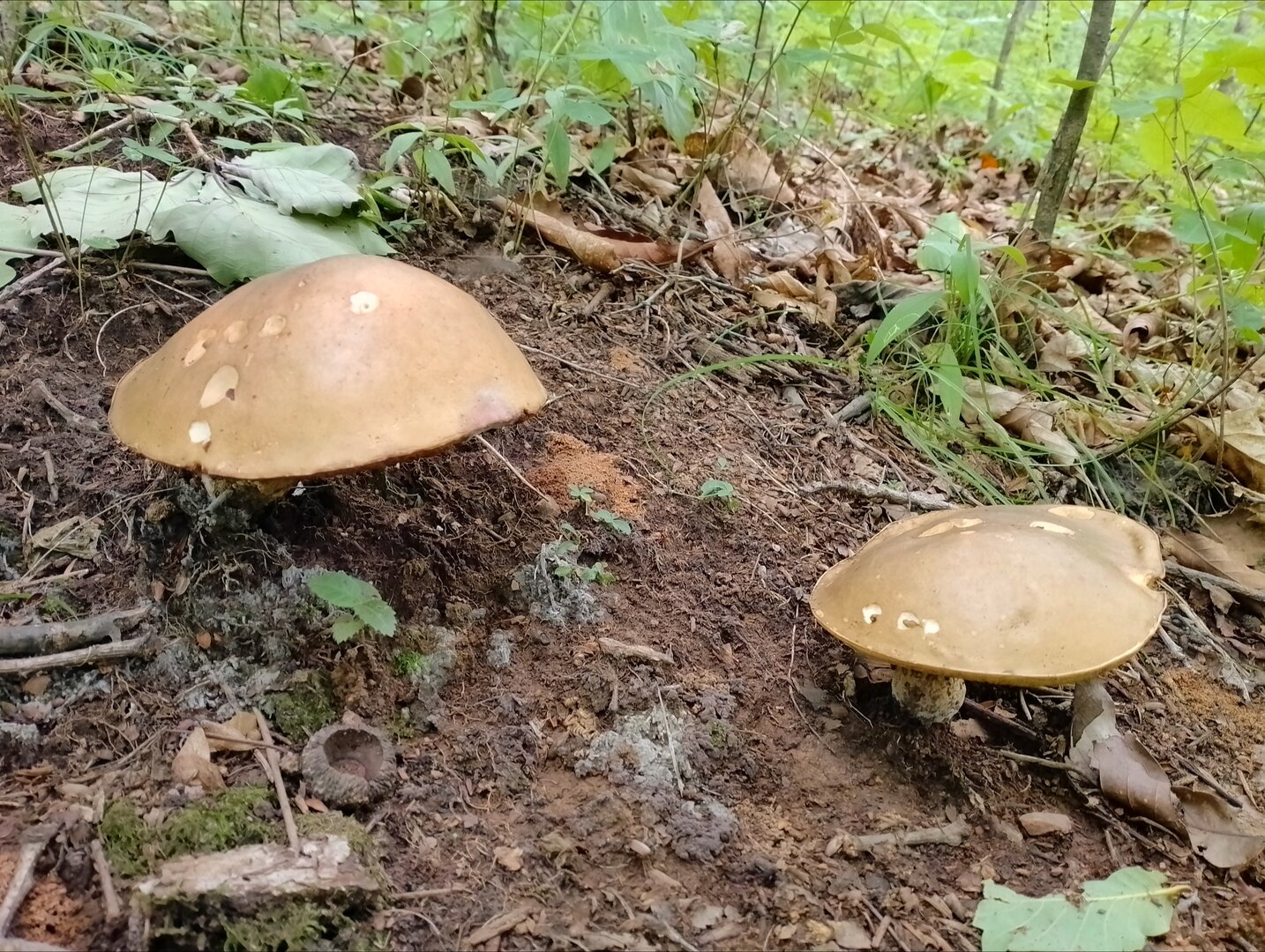 20250810_182430349.jpg