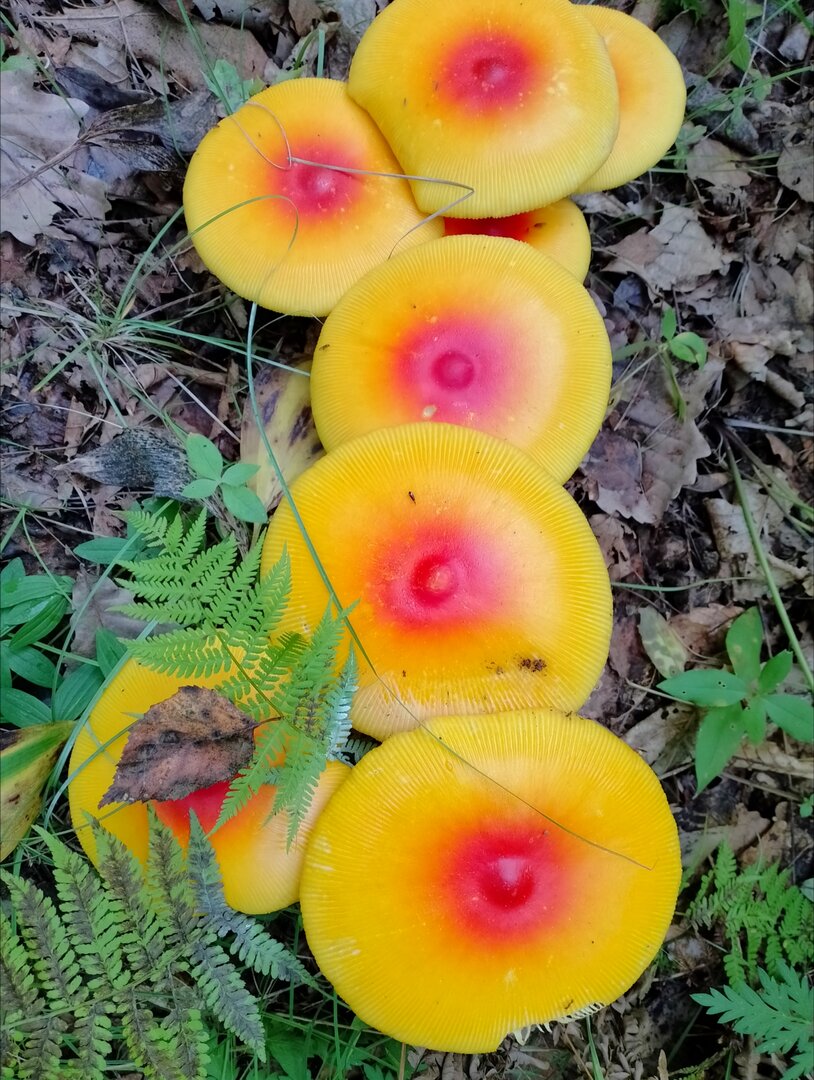 20250818_125335992.jpg