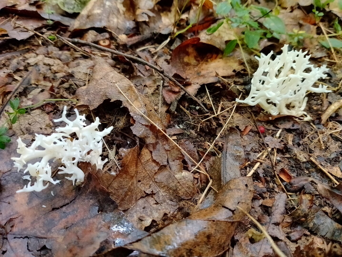 20250818_131130043.jpg