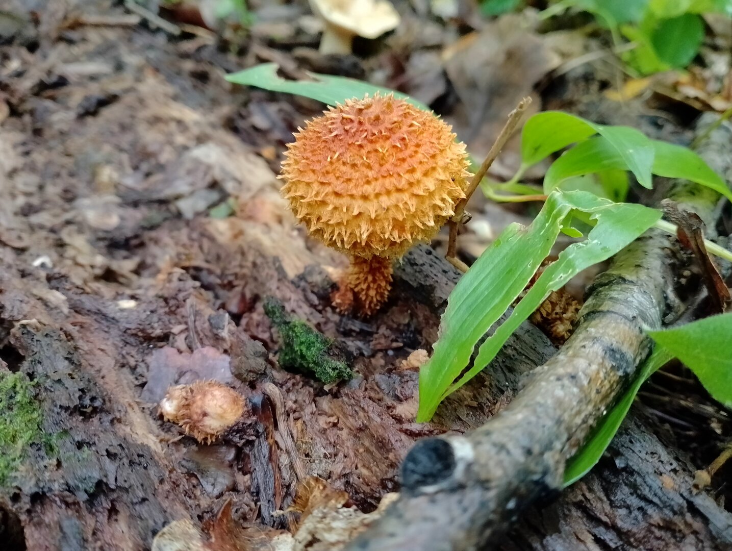 20250818_131415706.jpg
