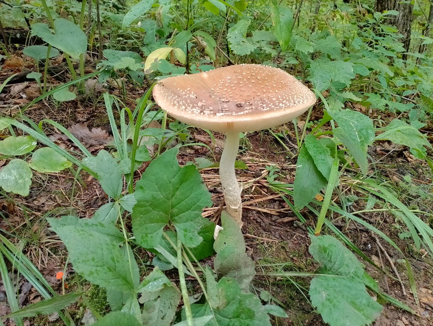 20250818_131603217.jpg