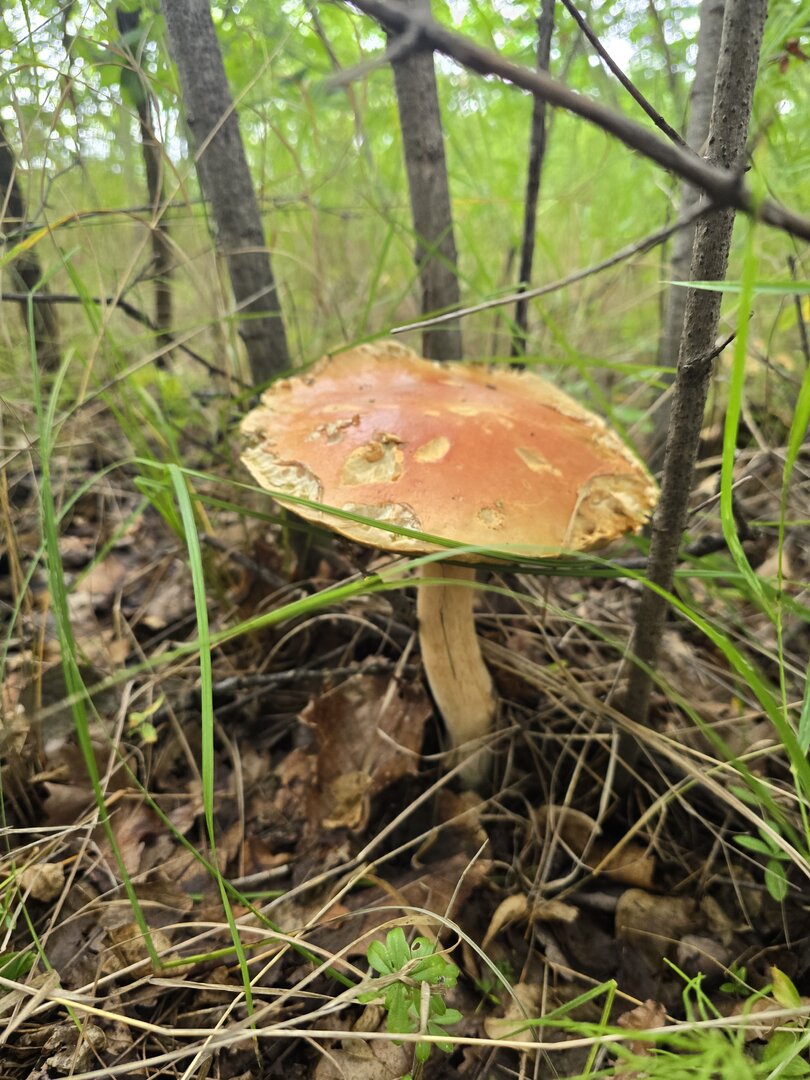 20250824_090834.jpg