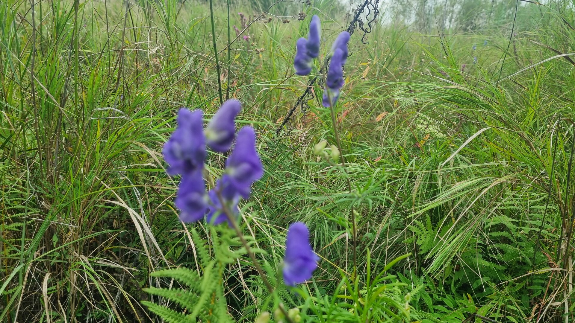 20250901_155750.jpg