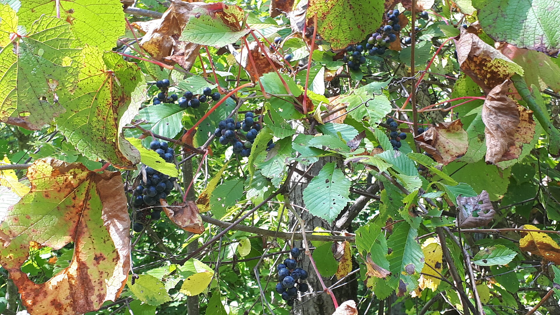 20250904_134517.jpg