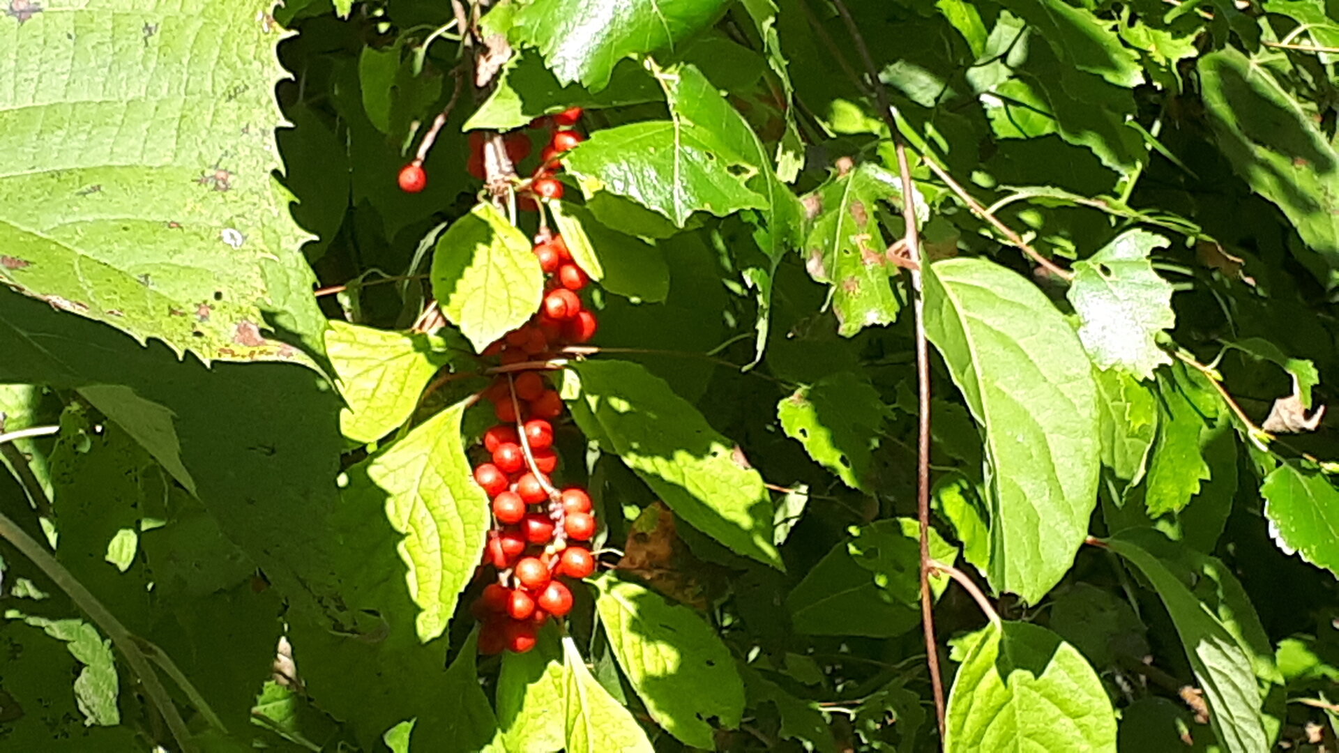 20250904_135113.jpg