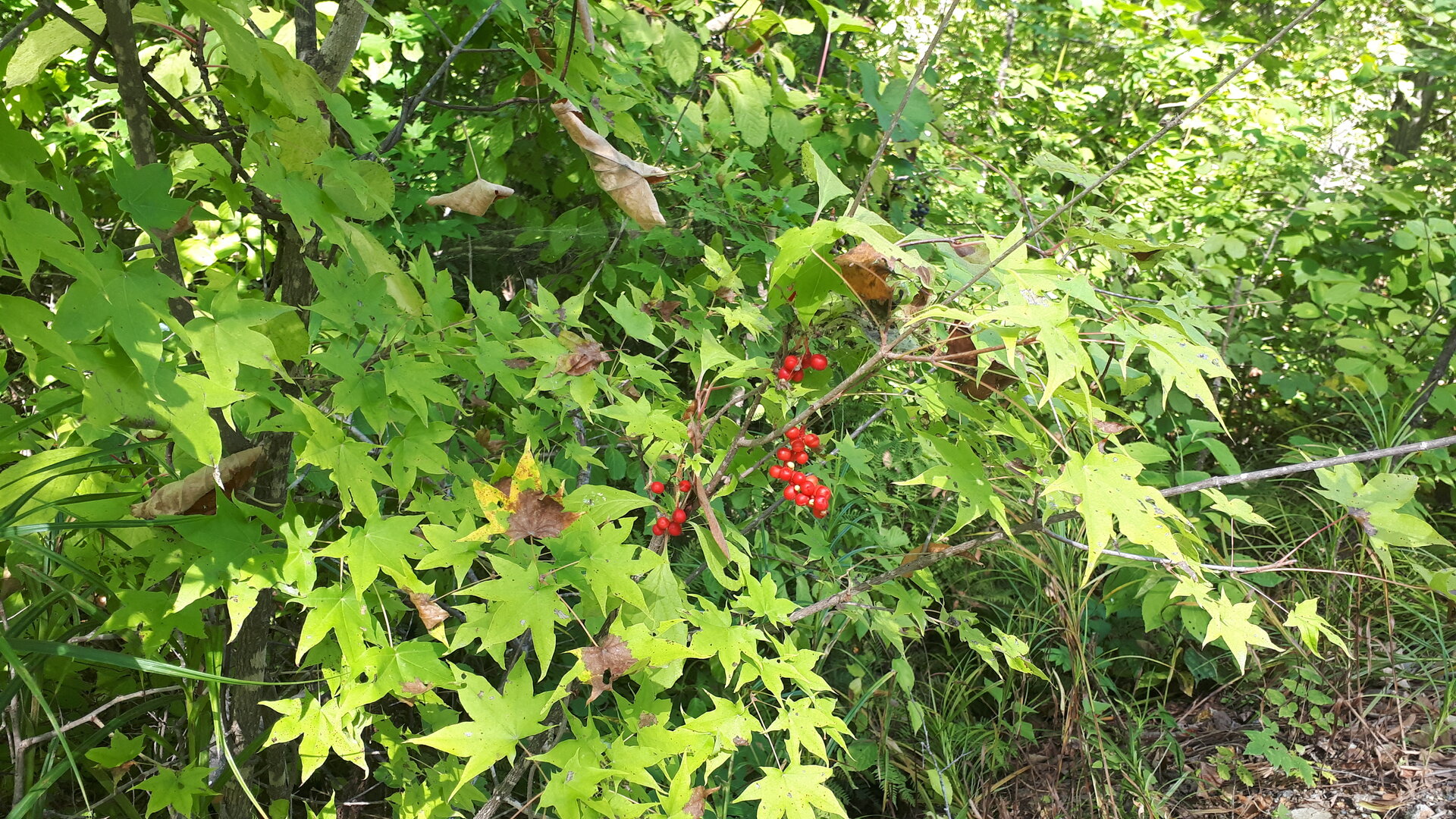 20250904_135141.jpg