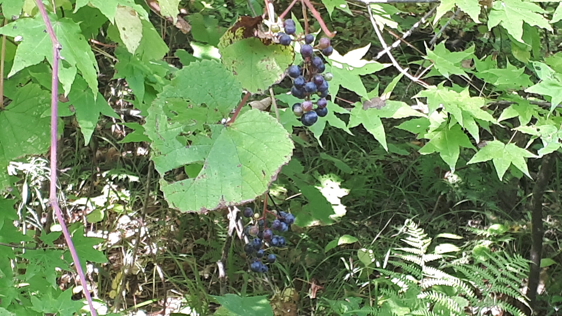 20250904_135225.jpg