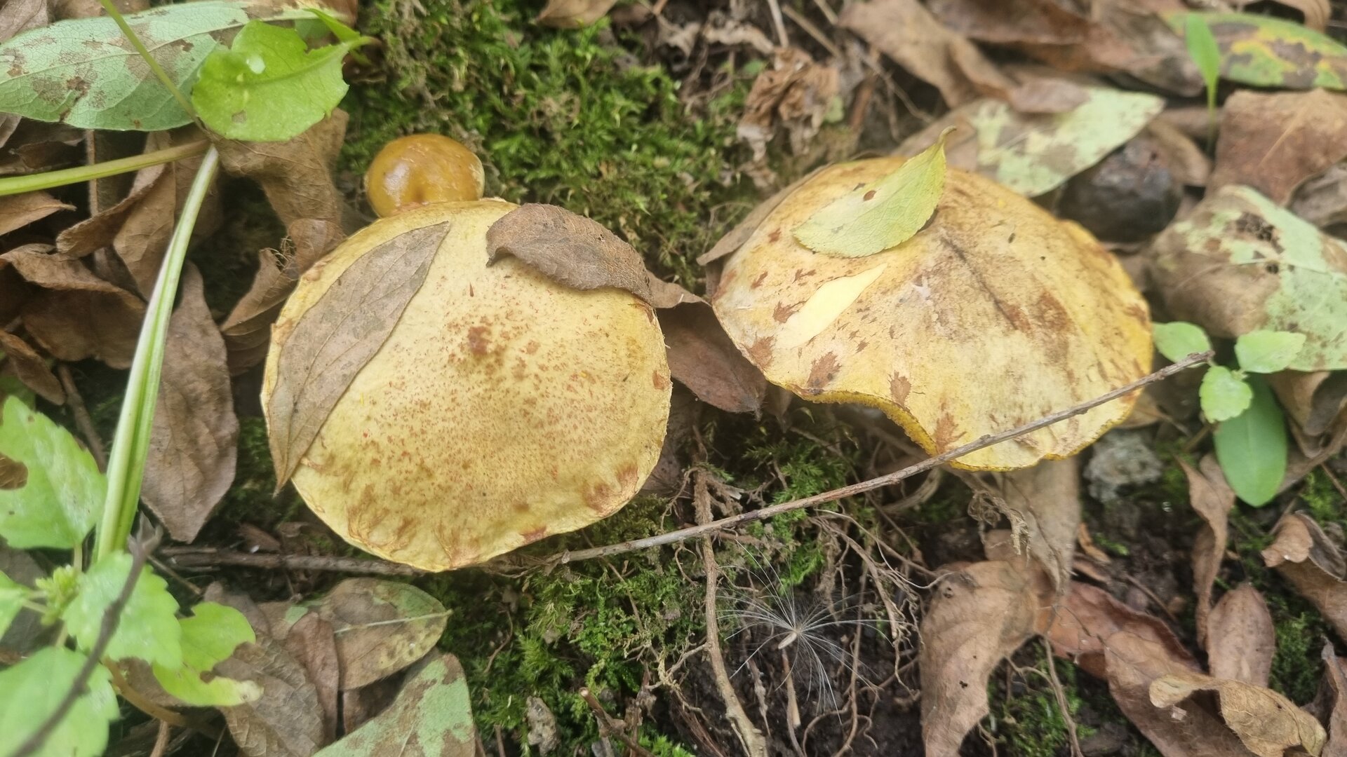 20250908_152846.jpg