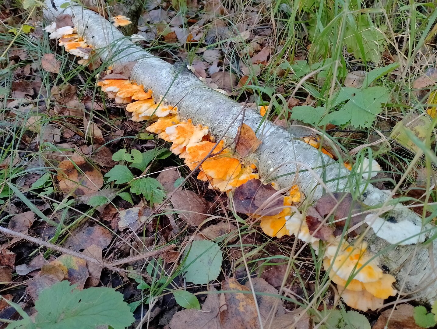 20250913_151729619.jpg