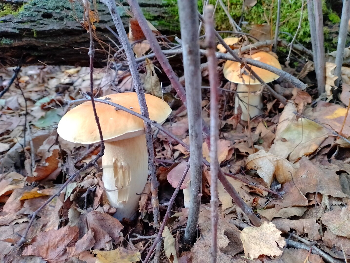 20250920_142956802.jpg