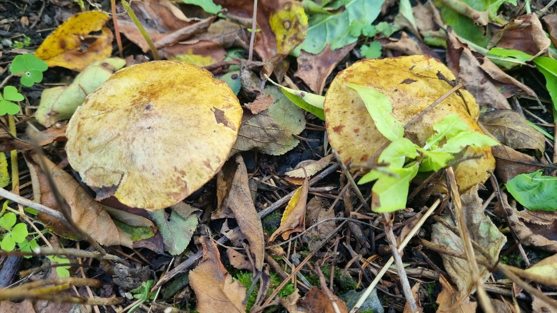 20250921_150931.jpg