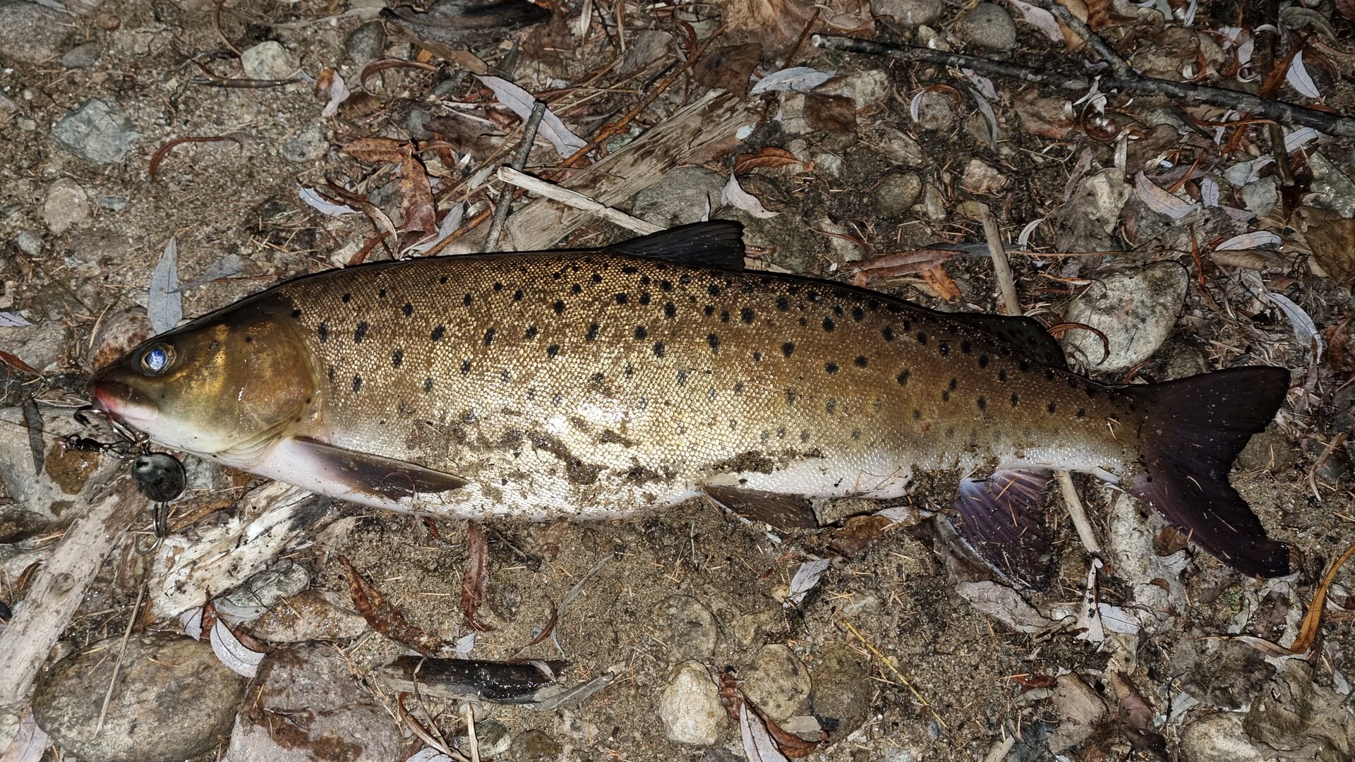20251003_221103.jpg 20251003_221103.jpg