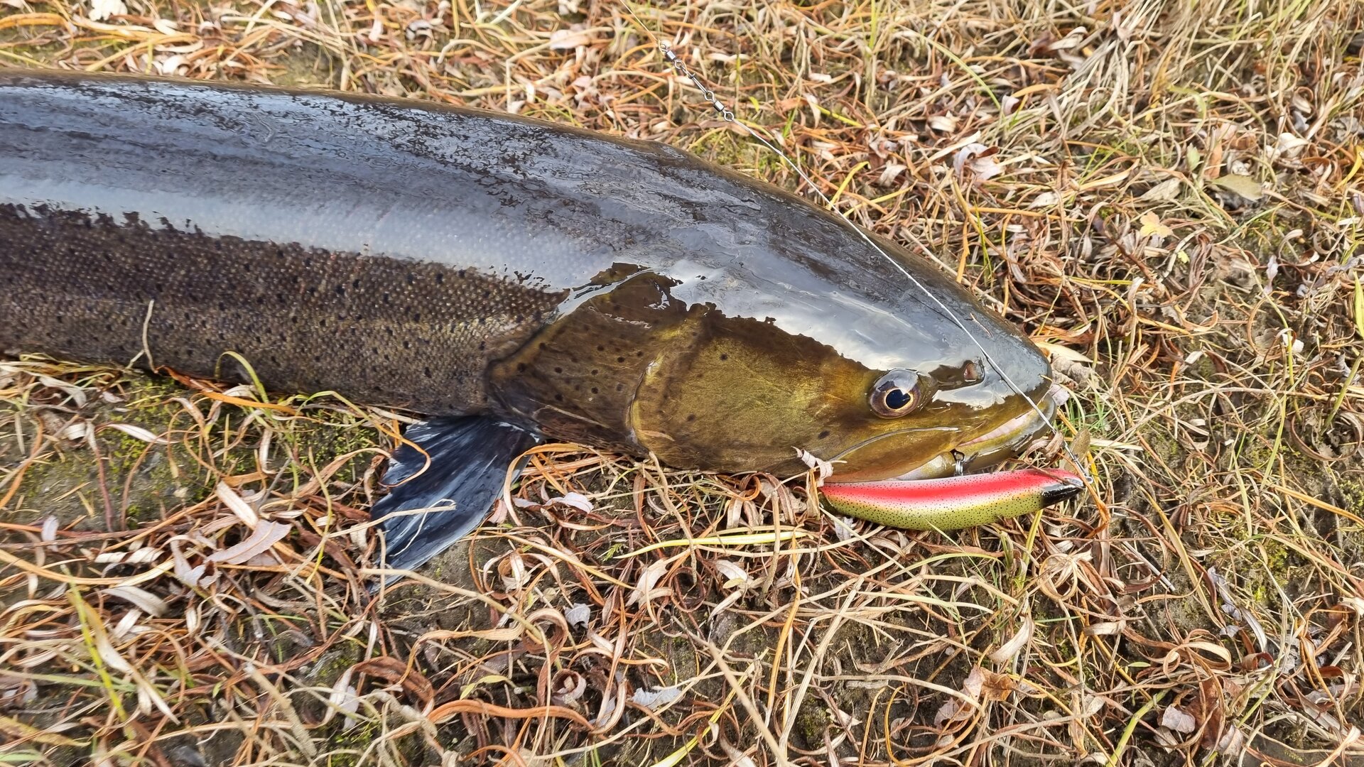 20251011_165253.jpg