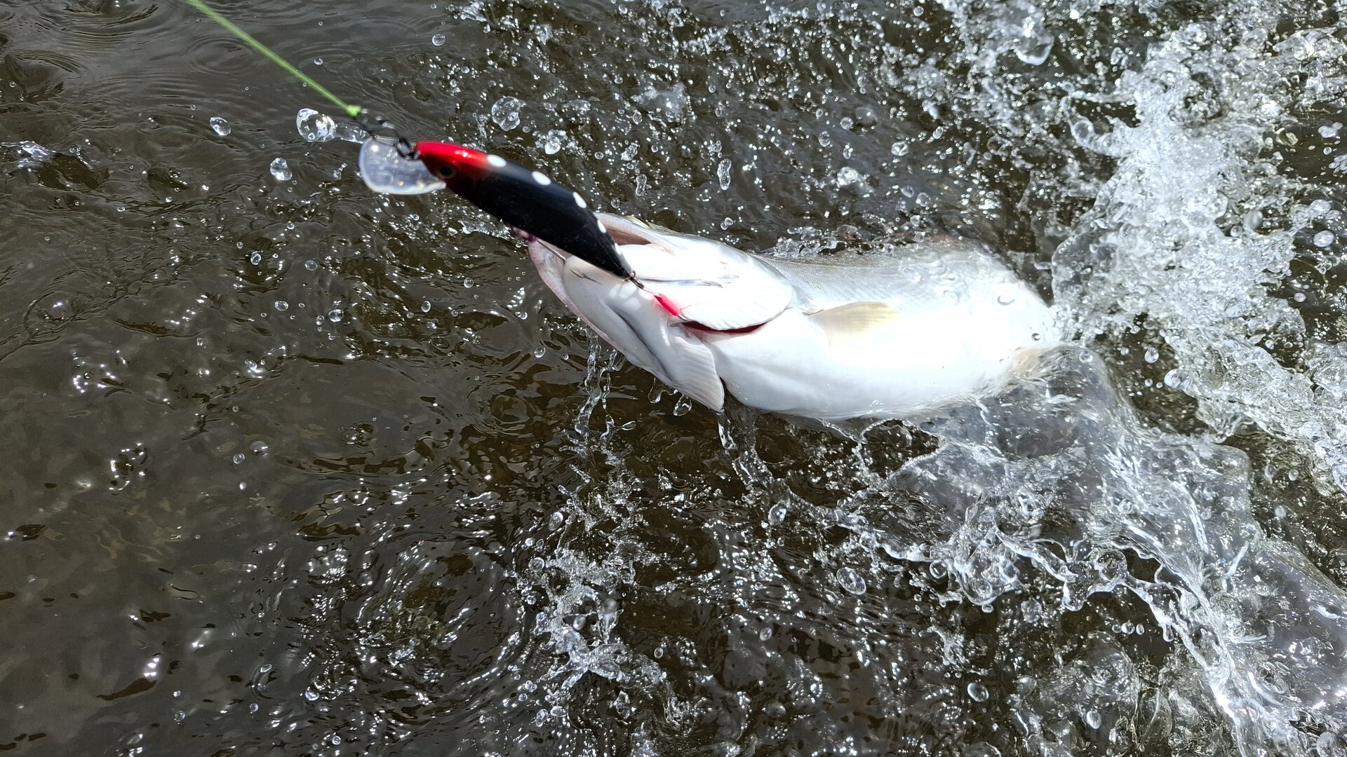 20260601_094534.jpg