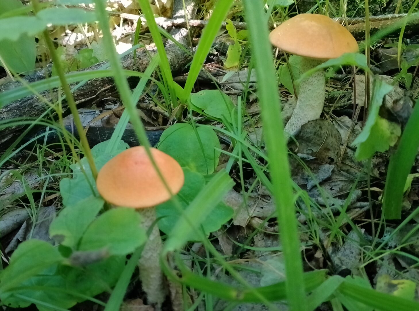 20260719_131400407.jpg