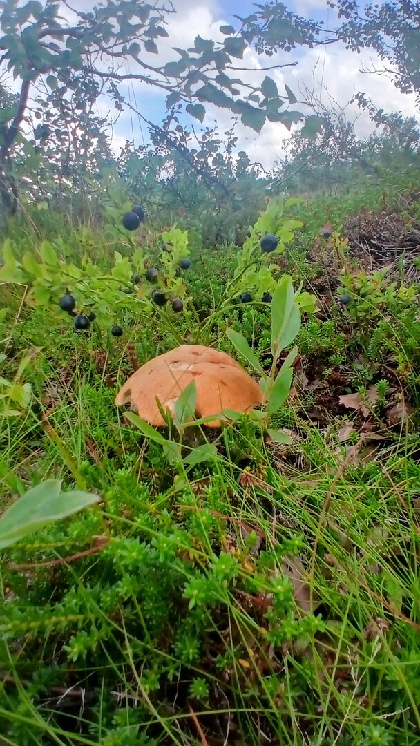 20260731_171309.jpg