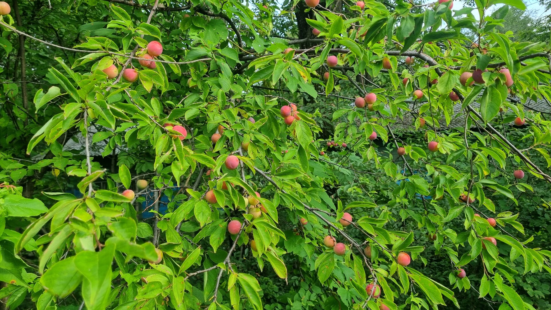 20260825_074618.jpg