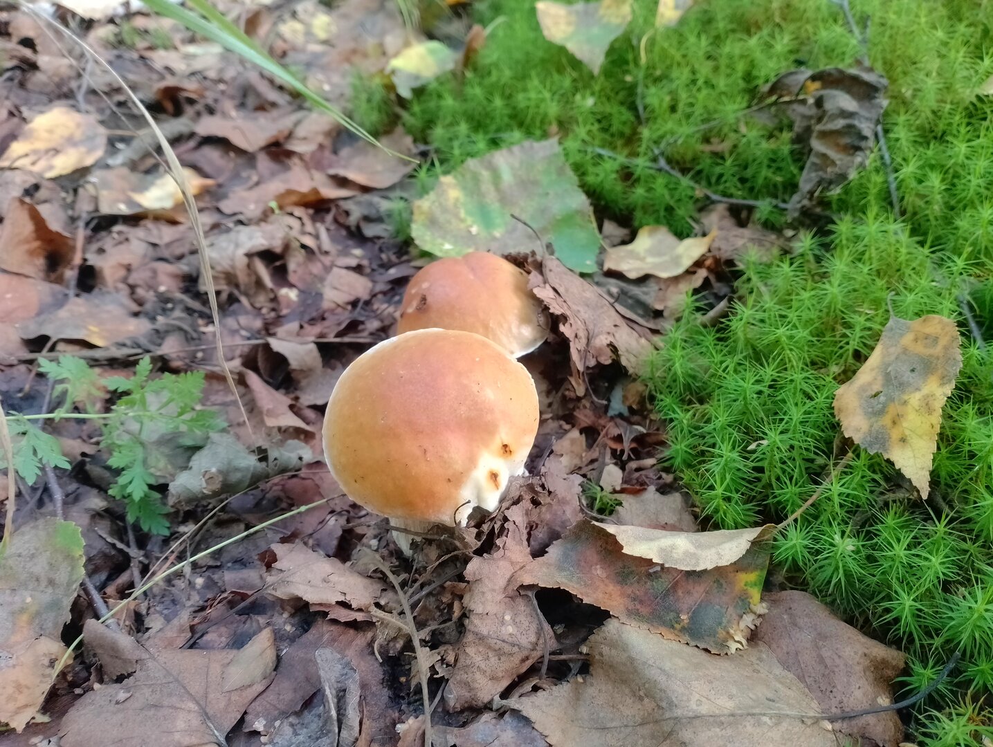 20260829_142946724.jpg