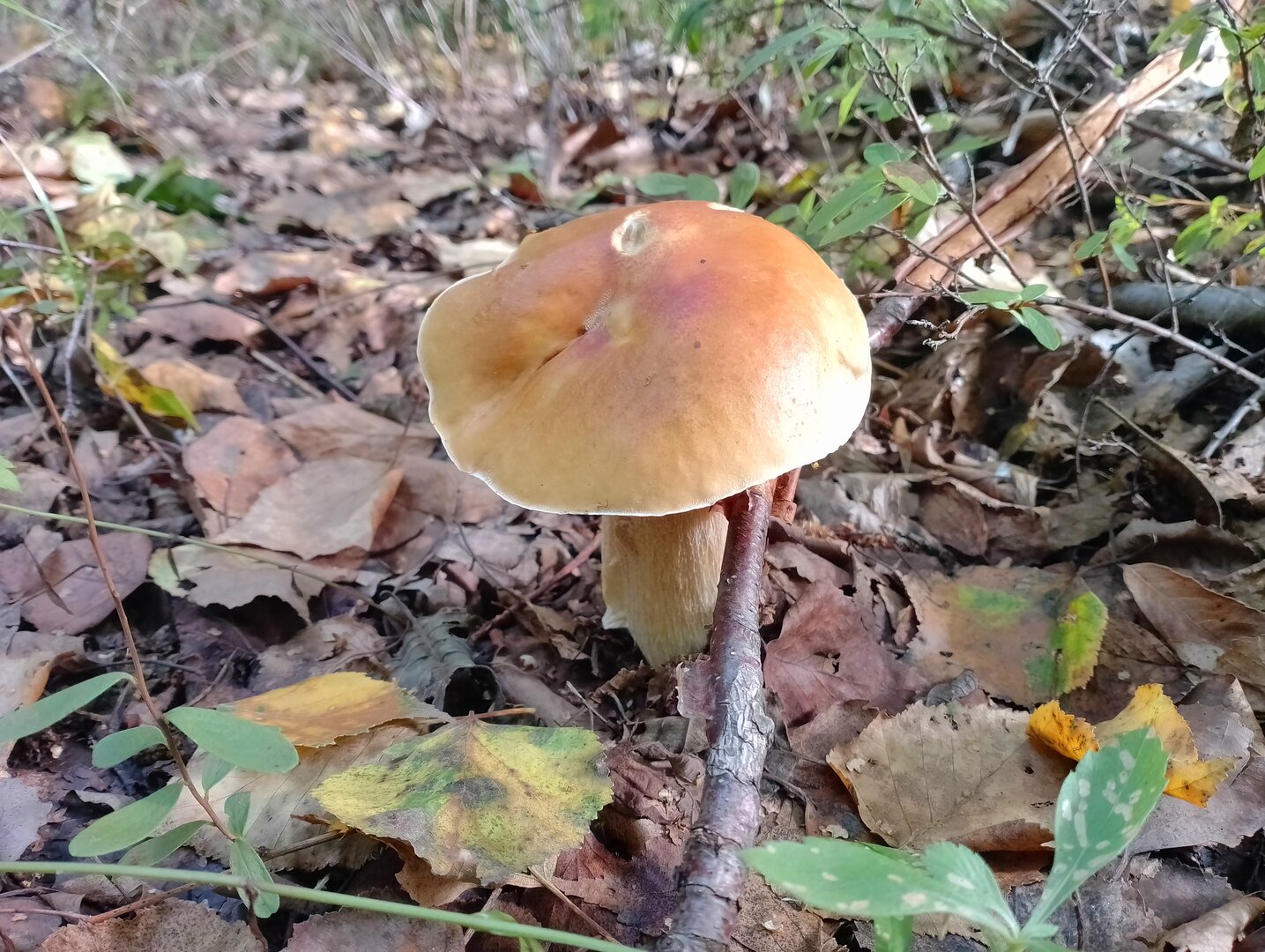 20260829_143119027.jpg