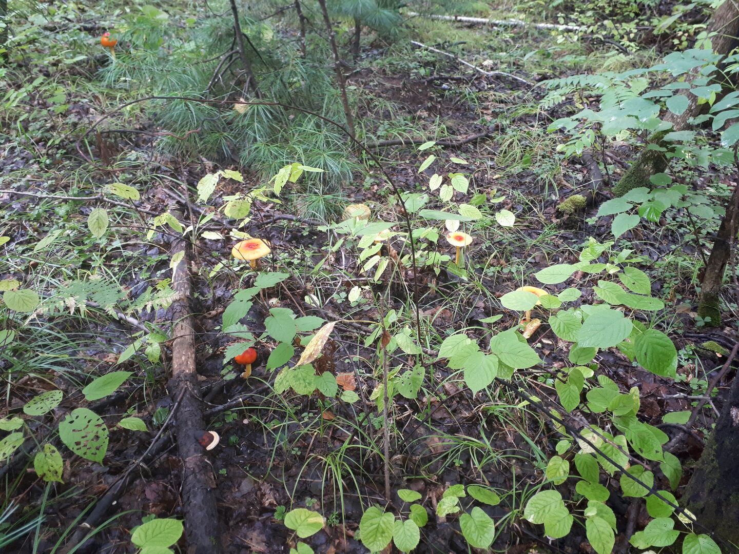 20260831_101737.jpg