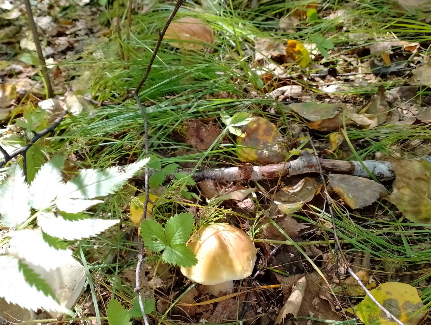 20260906_144033121.jpg