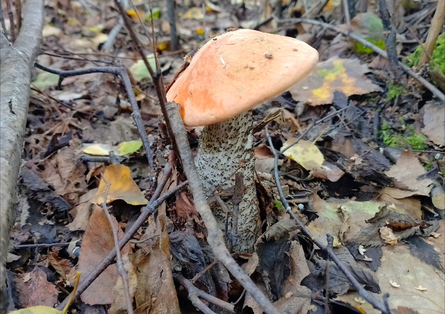 20260906_144718245.jpg