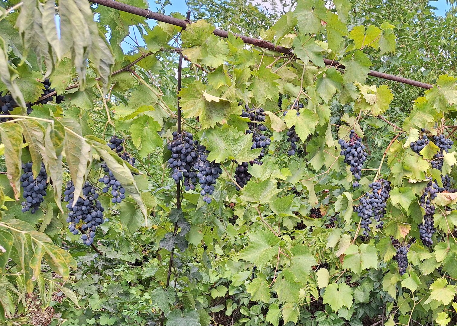 20260908_120917.jpg