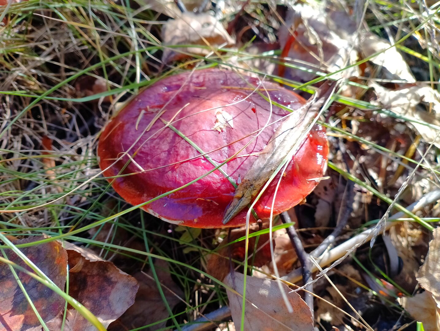 20261004_064207953.jpg