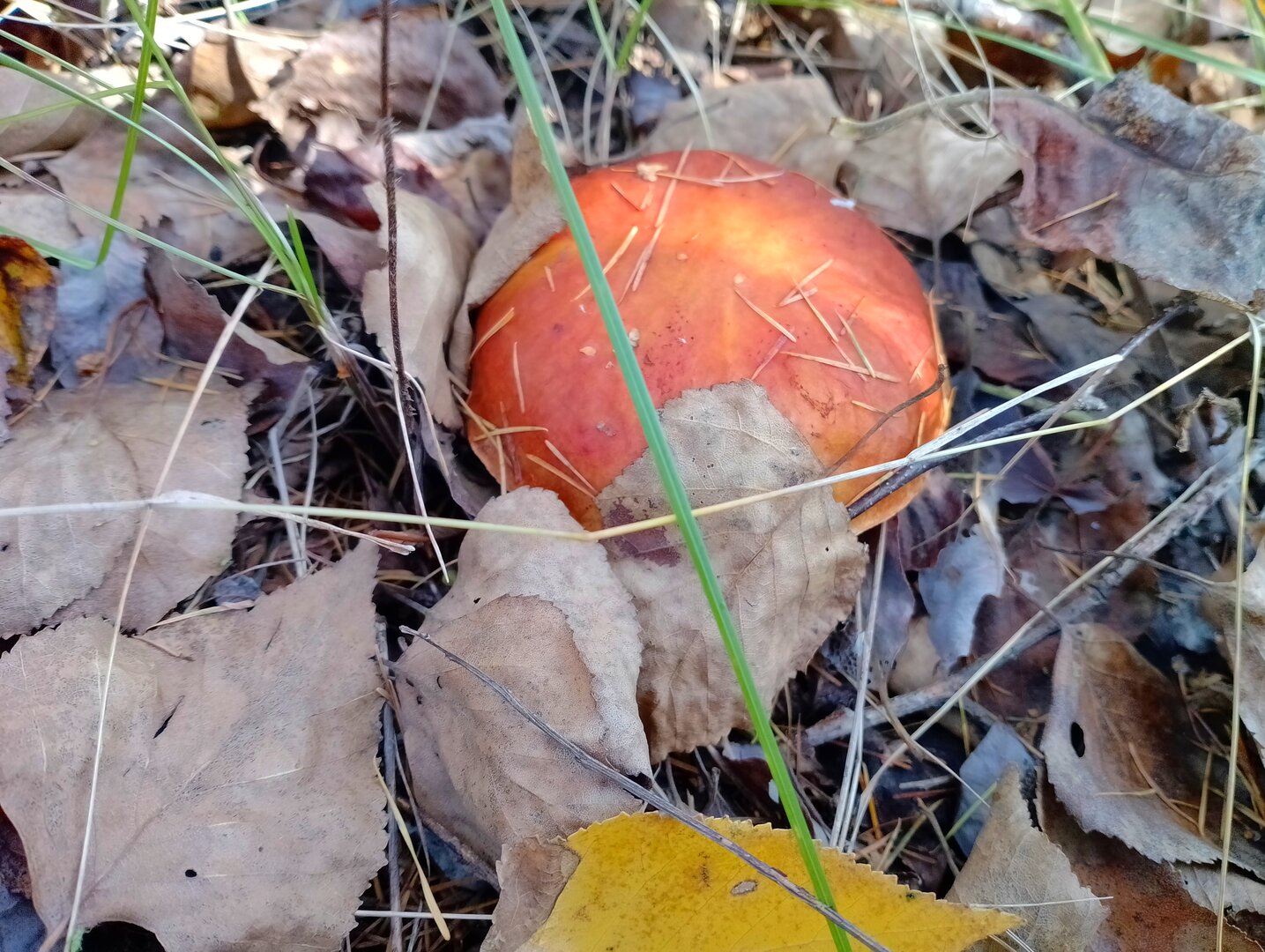 20261004_064316712.jpg