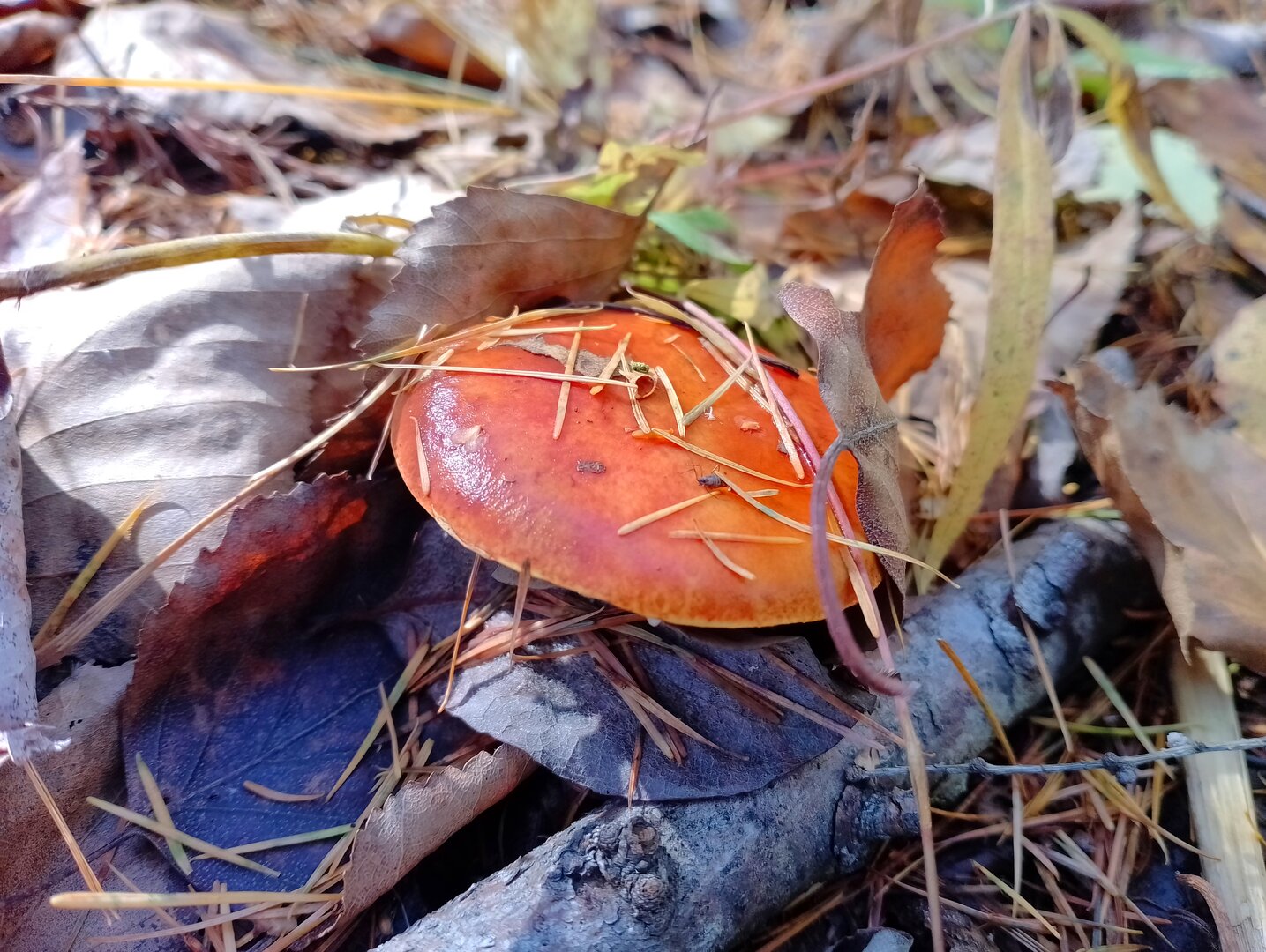 20261004_064455975.jpg