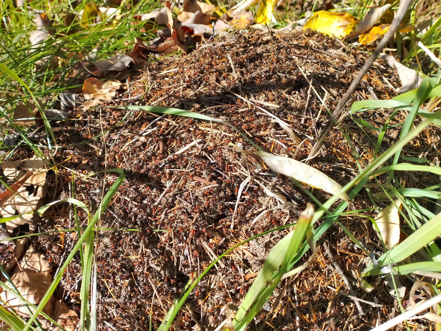 20261004_065028812.jpg