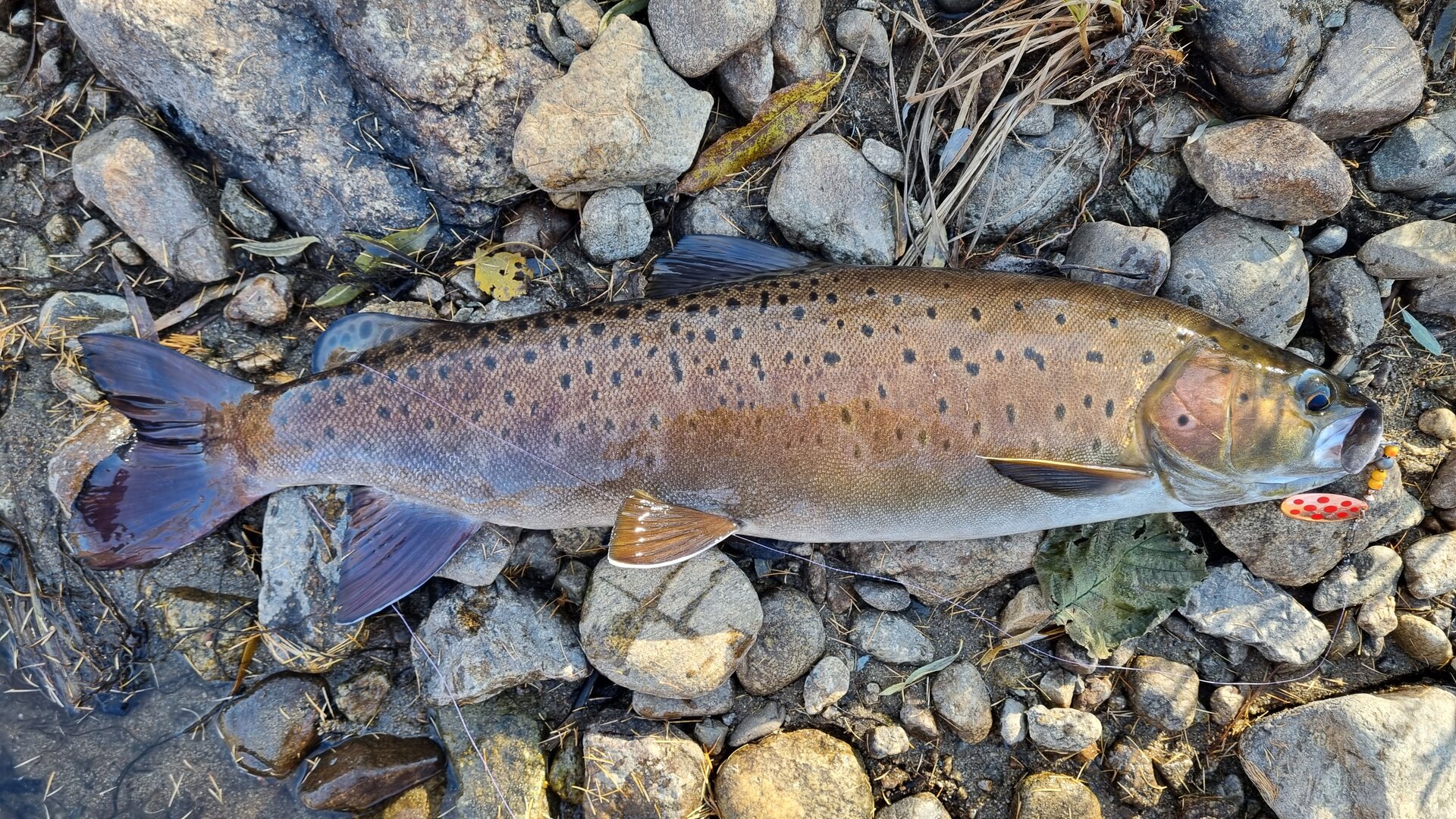 20261005_145020.jpg