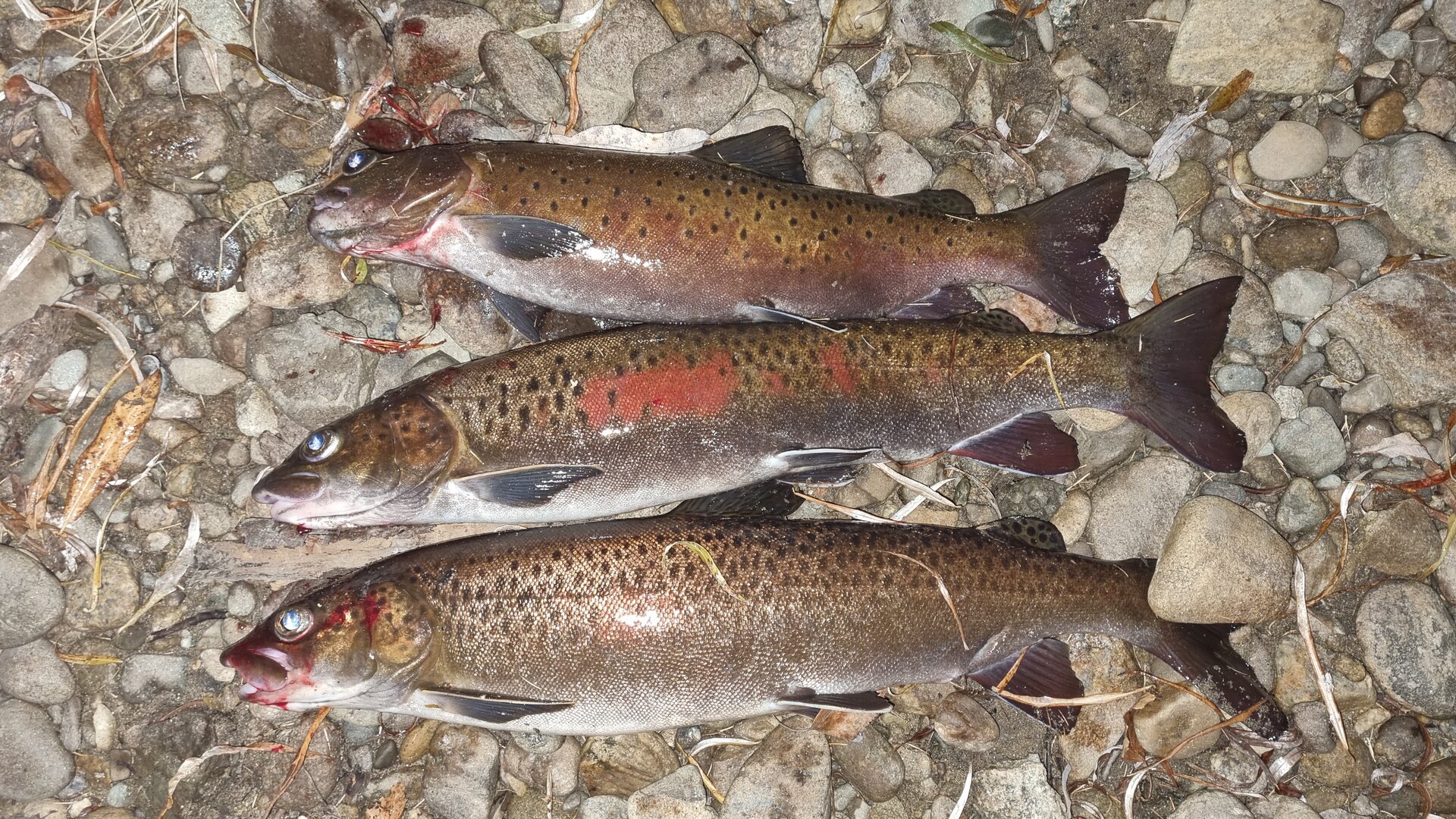 20261012_231710.jpg