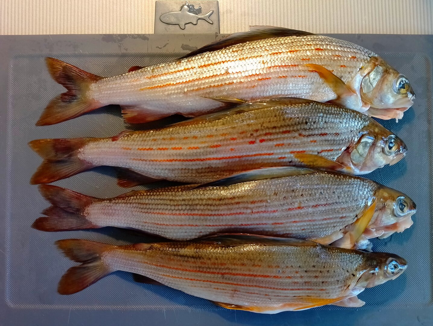 20261018_024025085.jpg