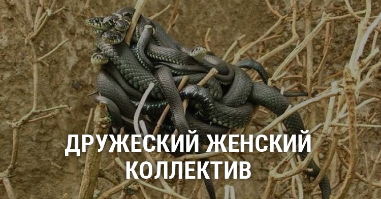22466.jpg